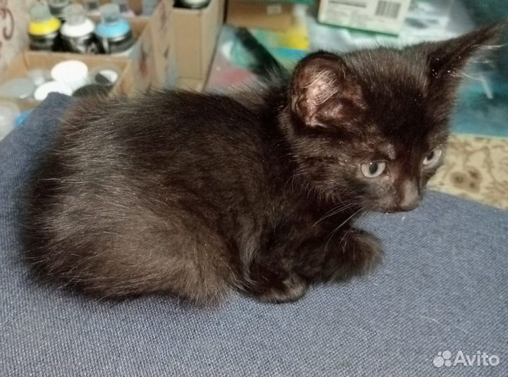 Отдам котёнка в добрые руки