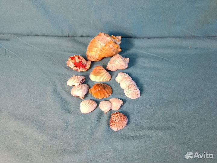 Морские ракушки раковины для детских поделок