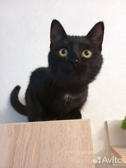 Котëнок осталась одна