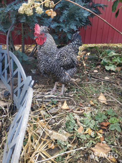 Молодые петухи