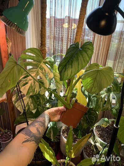 Филодендрон Мамей