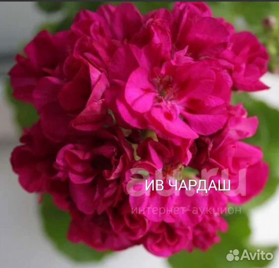 Пеларгонии сортовые