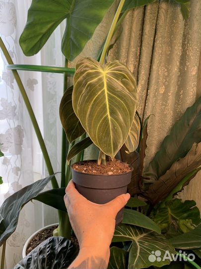 Филодендрон меланохризум