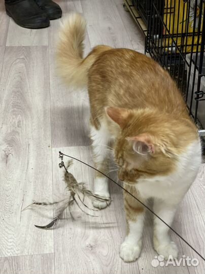 Котенок мальчик