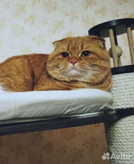 Шотландский вислоухий кот