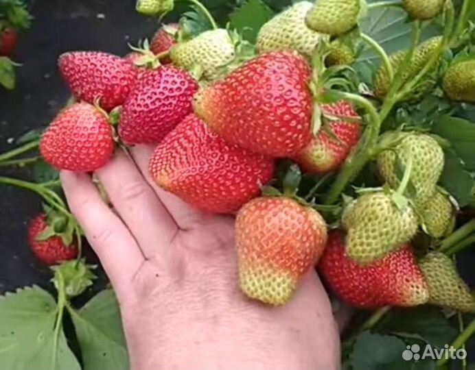 Рассада клубники лучшие сорта и новинки