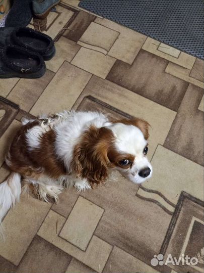 Кинг чарльз спаниель