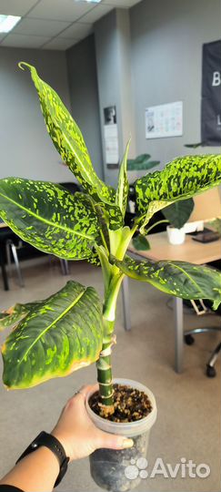 Диффенбахия Рефлектор