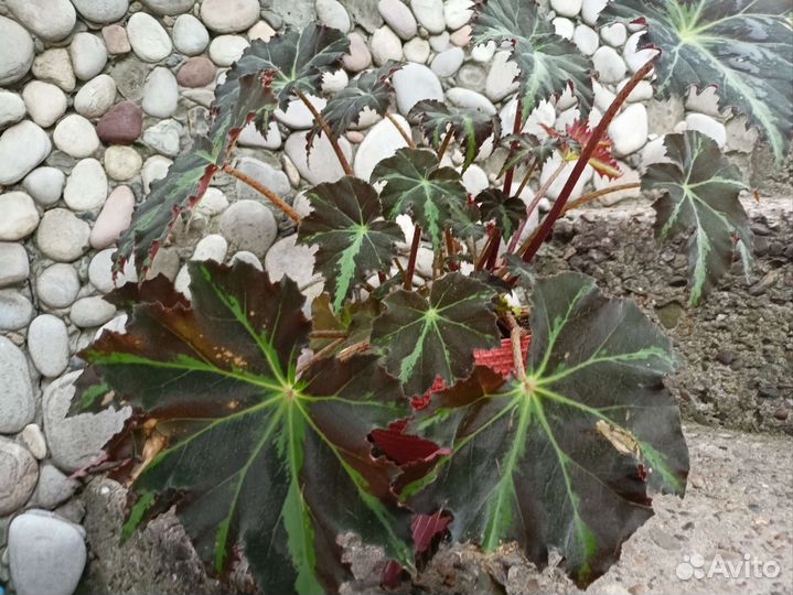 Гибискус,Инжир,Гранат,Гинкго Гортензия Бесконечное