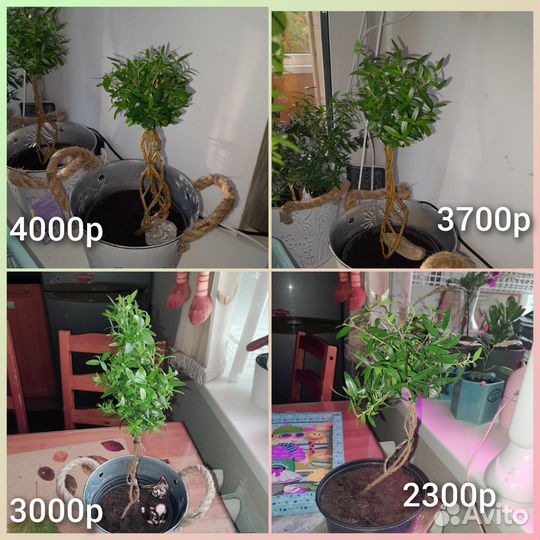 Мирт,гранат,фикусы,спатифиллум,антуриум