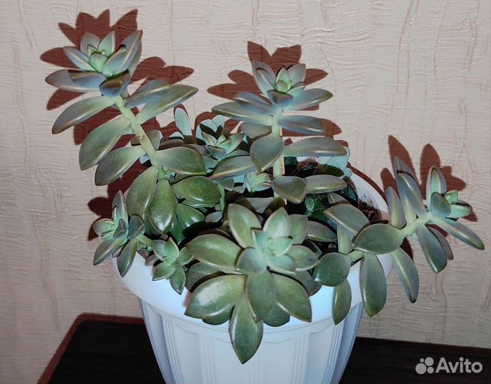 Суккуленты