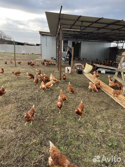 Яйца домашние