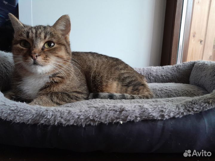 Молодая кошечка: чья пропажа