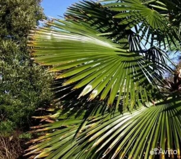 Пальма веерная лист