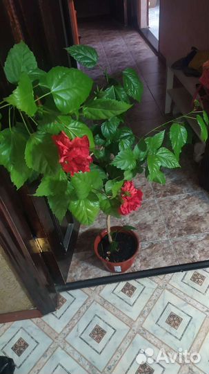 Гибискус китайская роза красная