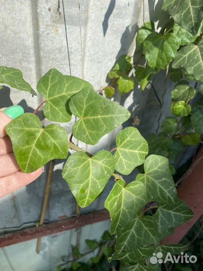 Плющ,почвопокровники