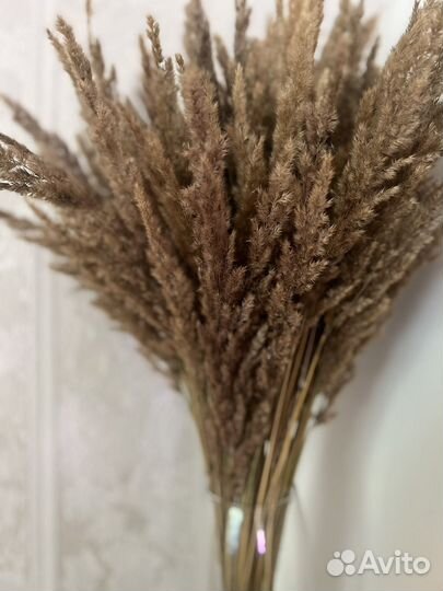 Букет из сухоцветов сухоцвет
