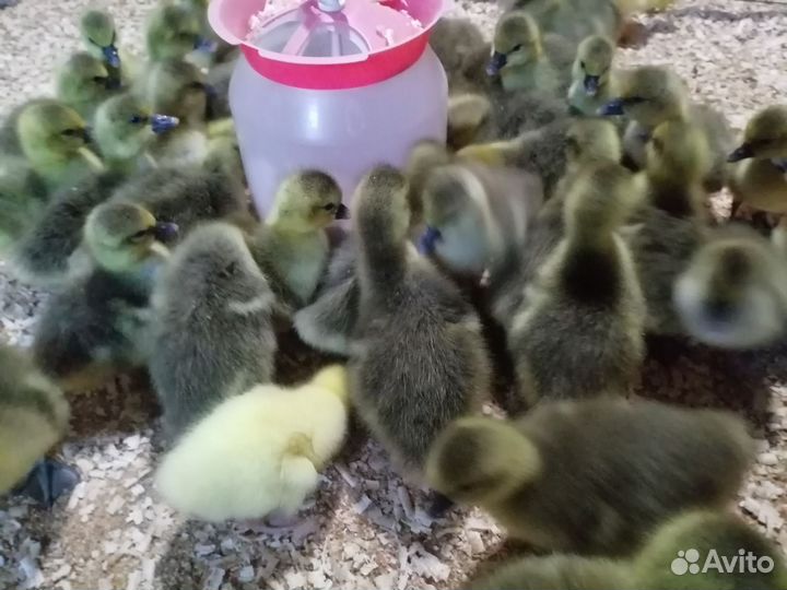 Продажа домашней птицы