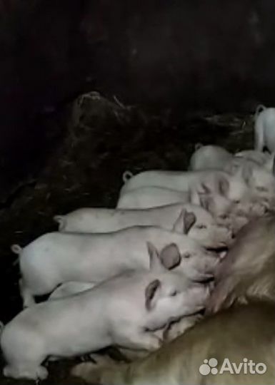 Продам поросят