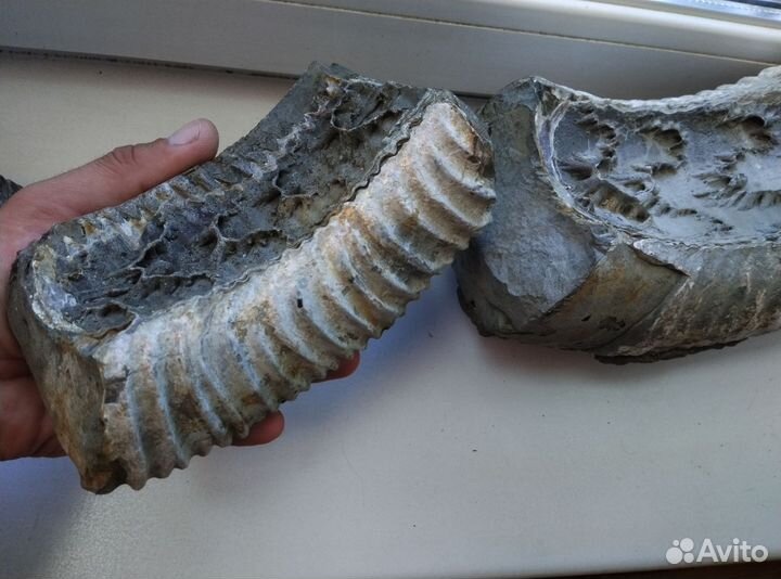 Окаменелости аммониты