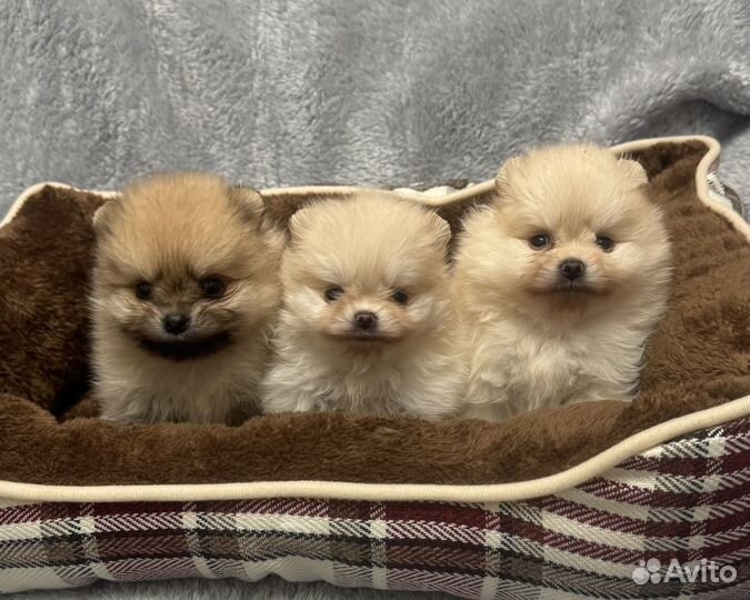 Шпиц девочки светлые