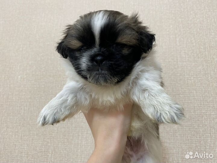 Щенки пекинеса