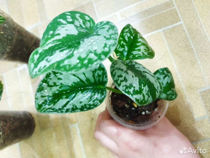 Сциндапсус пиктус треби