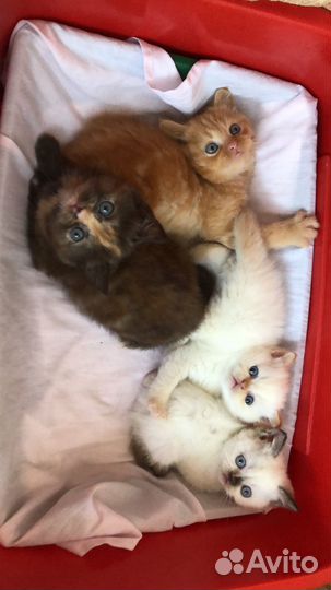 Котята экзоты
