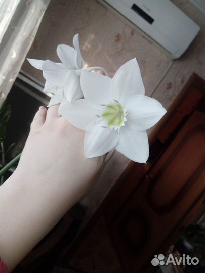 Амазонская лилия эухарис