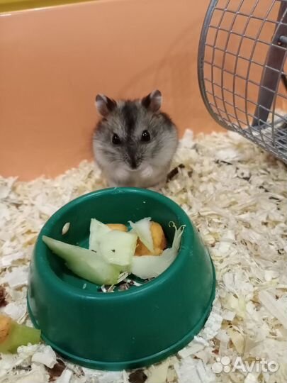 Джунгарские хомяки малыши и клетки