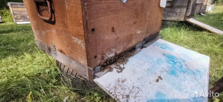 Продается пасека, бакфаст