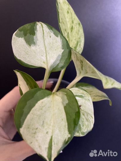 Сциндапсус