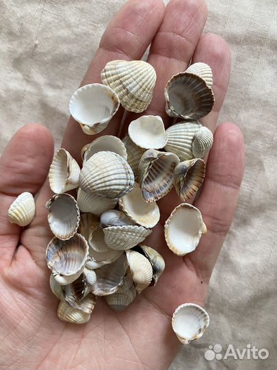 Морские ракушки для творчества