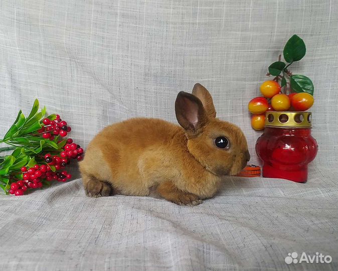Декоративные кролики мини