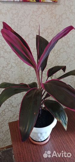 Две кордилины 250,450