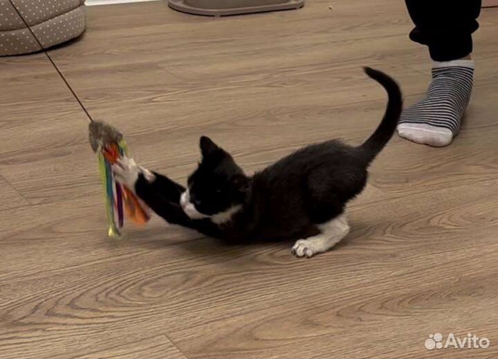 Котёнок в добрые руки