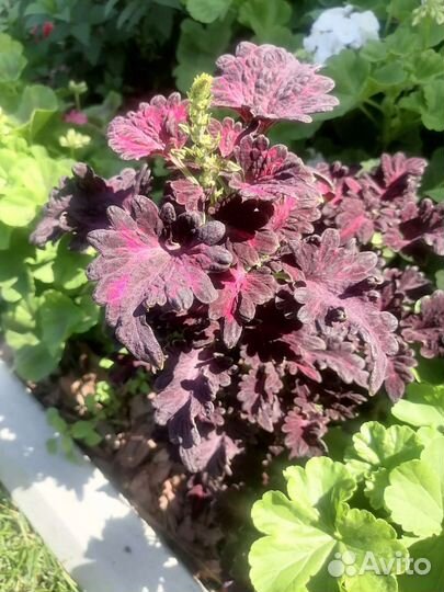 Колеус и пеларгония