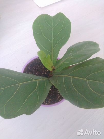 Фикус лирата бамбино