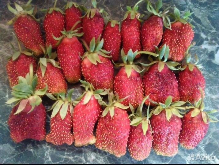 Рассада клубники купчиха