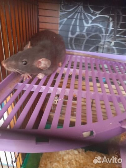 Крыса дамбо