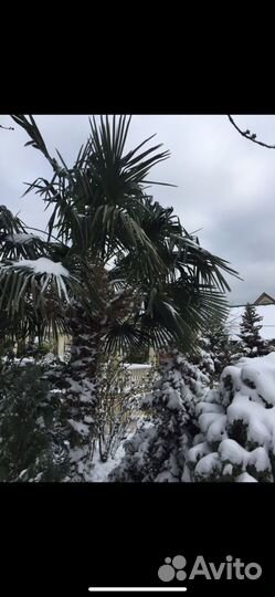 Семена саженцы Пальма трахикарпус форчуна