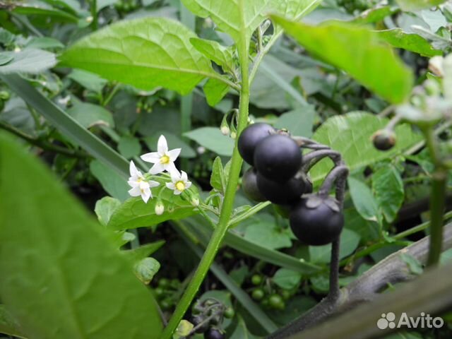 Рассада паслен черный (санберри) купить в Санкт-Петербурге | Товары для ...