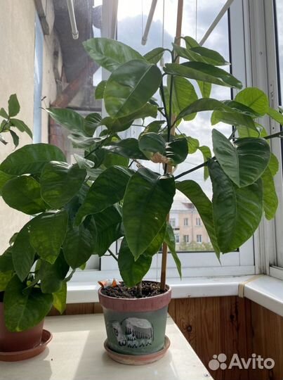 Лимон сорт «Павловский»