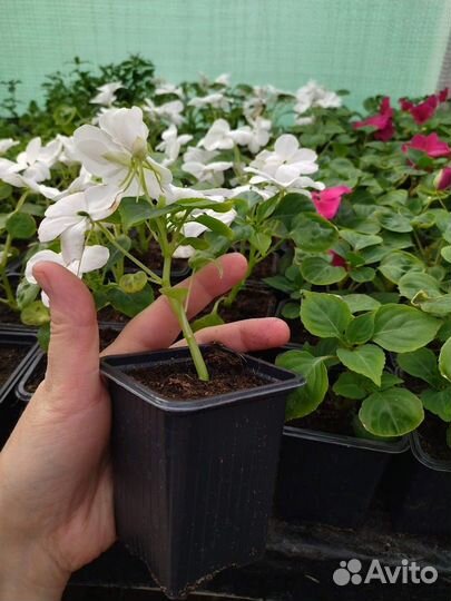 Черенки ампельного бальзамина