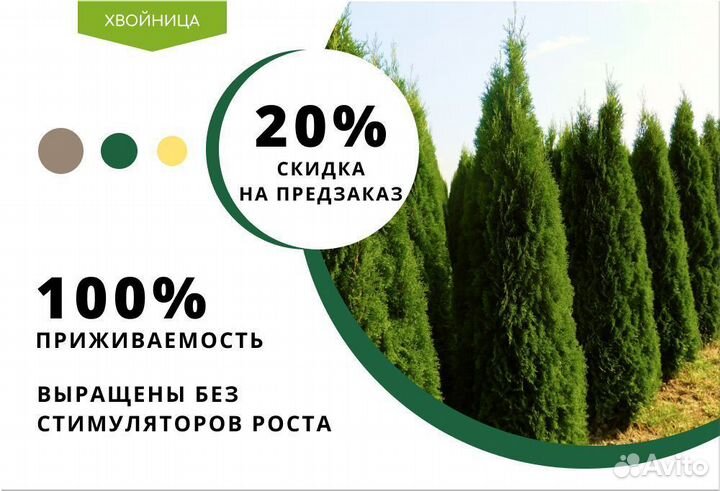 Ель обыкновенная