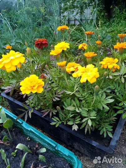 Рассада цветов