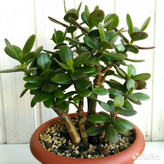 Маленькое деревце