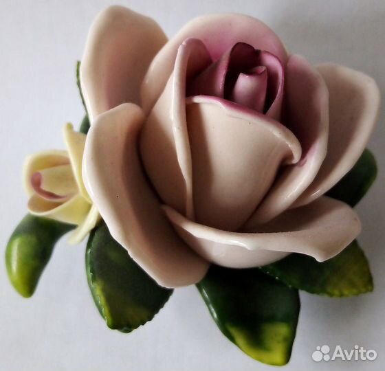 Роза фарфоровая Rudolf Kammer