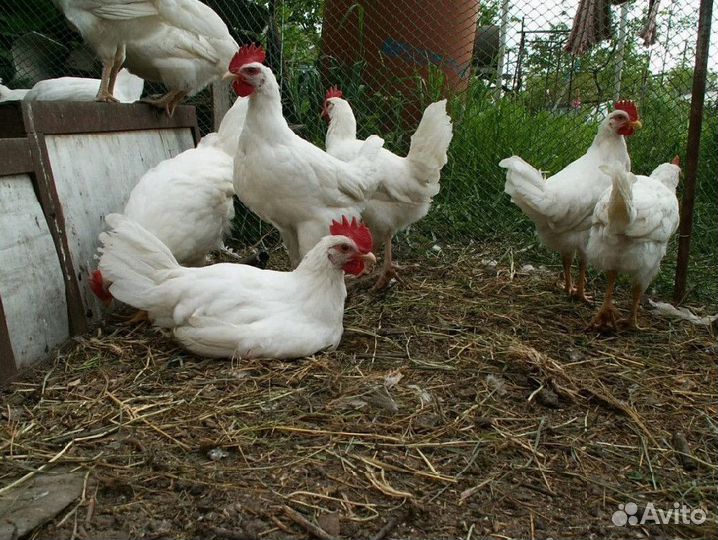 Кура несушка