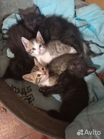 Котята в добрые руки бесплатно